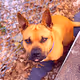 ElliotTheDog