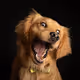 When I see dinner