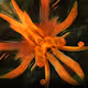 Blooming Crescendos Series