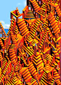 Wandering through pixels