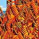 Wandering through pixels