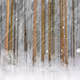 Forests Soul
