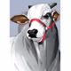 Farm Animals