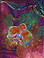 Touching Glowing Flowers