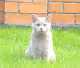 Kat-Boris