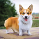 The Randon Pixel Dogs - old