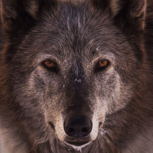 CronosDiamond Collection