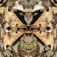 The Tale of Two Moths