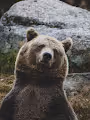 Northern Animals