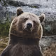 Northern Animals