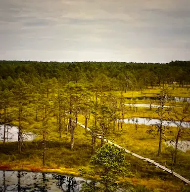 Bog in Estonia