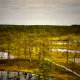 Bog in Estonia