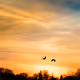 Art of Photography - DQXscHuz8l