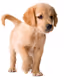 dog8