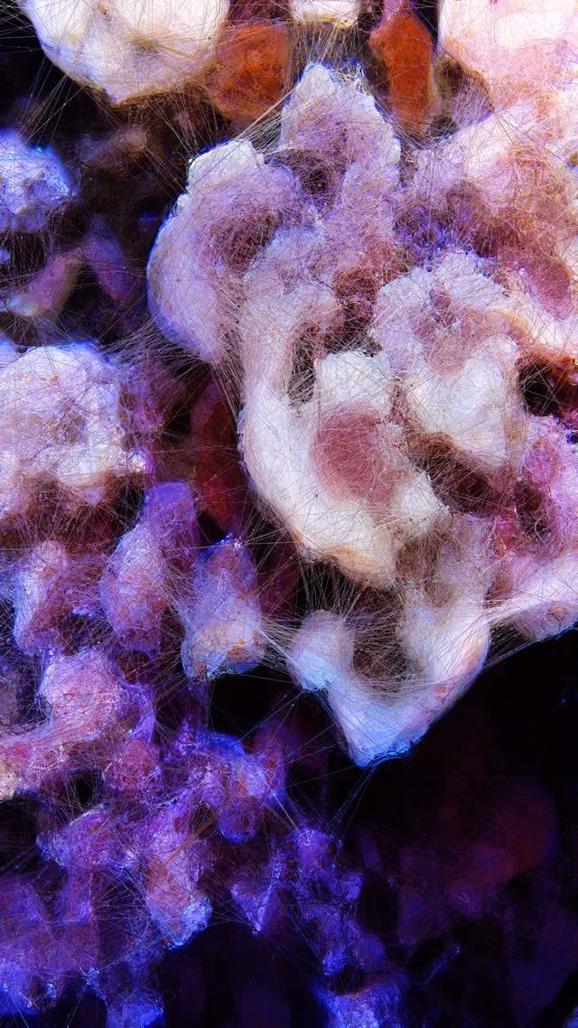 Machine Hallucinations - Coral - Generative AI Data Painting by Refik Anadol