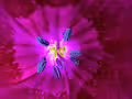 floral macros