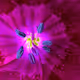 floral macros