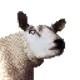 Rare Sheep with Rare Pizza Traits - 51% goes to the pizzaDAO