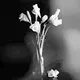 Contemporary Still Life V1