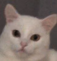 Stubborn and funny cats - old
