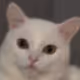 Stubborn and funny cats - old