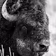 The American Bison 1