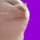 CatJamJam