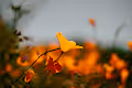 California Bloomin - Super Bloom Poppies
