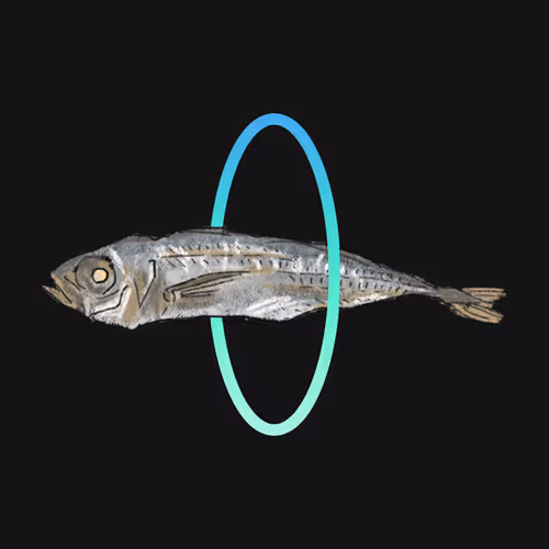 NOT STOCK - NIBOSHI