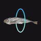 NOT STOCK - NIBOSHI