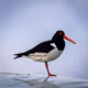OutandAboutAnimals - old