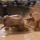 Village Bull Race Sport