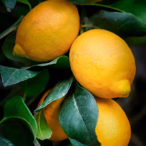 Lemons