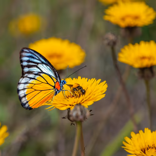 butterfly