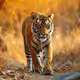 Tiger Club