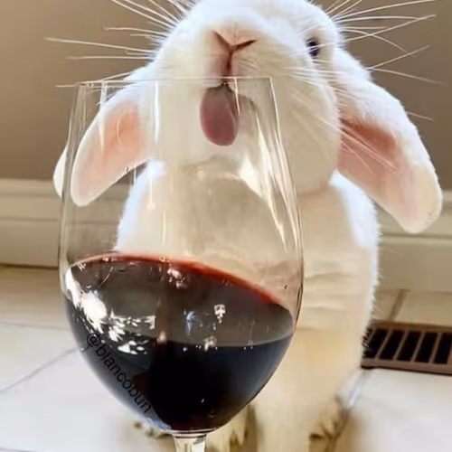 VINE