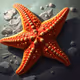Flow Starfish