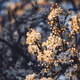 yellowflowers