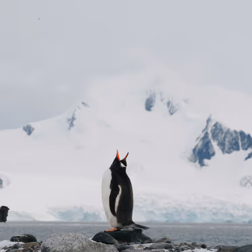 Arctic Expedition