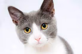 catmom