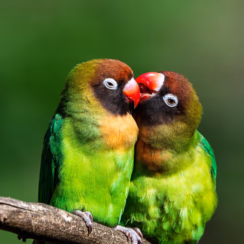 LOVE
