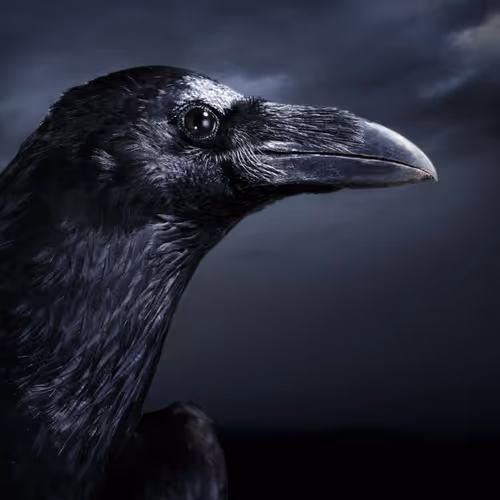 raven