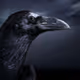 raven