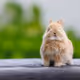 bunny