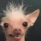 INKDOG