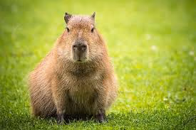 Capybara #1
