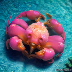 Citrea Crabs #1421