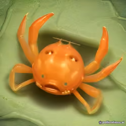 Citrea Crabs #3283
