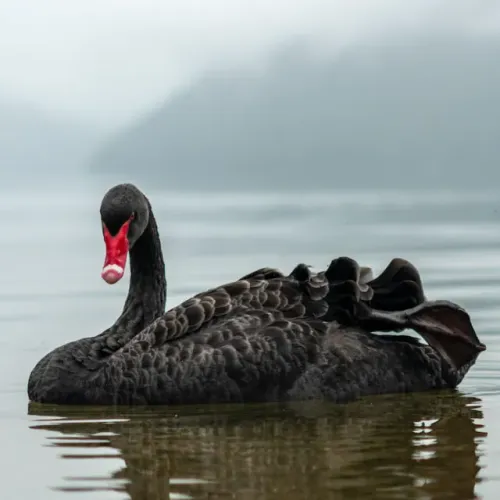 Black Swan #1