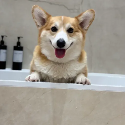 Simba